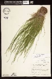 Image result for Carex bequaertii