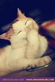 Funny Cat Laughing Showmecats Thefunny Samye Milye Zhivotnye Ocharovatelnye Kotyata Smeshnye Foto Koshek