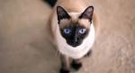 Seal Point Siamese Cats
