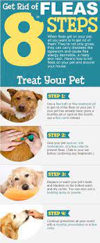 How To Get Rid Of Fleas In The House Video Tutorial