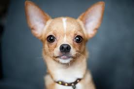 7 best dog foods for chihuahuas