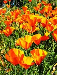 It became the state flower in 1903. 7 California Flower Ideas California Poppies California Poppy