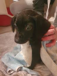 Pour des séjours avec enfants, découvrez le parc de loisirs fraispertuis à 20 min, le complexe aqualudique et l' usine de bonbons des vosges. Sept Chiens Sauves D Une Maison De L Horreur Dans Les Vosges Ladepeche Fr