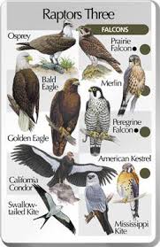 Birds Of Prey Cw Seed Eagles Et Al Backyard Birds Pet Birds Bird Identification