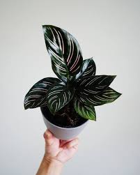 Pin On Plants