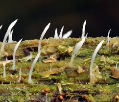 Image result for Multiclavula mucida