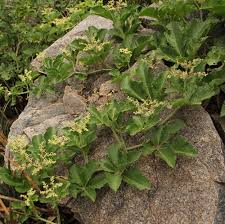 Image result for Cyphostemma lanigerum