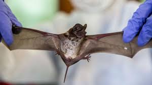 Can you buy a bat as a pet. Coronavirus Bat Scientists Find New Evidence Bbc News