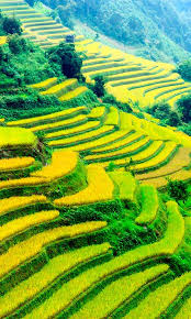 Southeast Asia The Quintessential Traveling Experience Vietnam Travel Nature Travel Southeast Asia