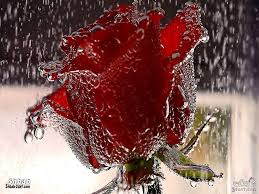 صور ورد احمر اجمل خلفيات الورد الطبيعي ورود حمراء جميلة flower wallpaper red rose flower lovers art