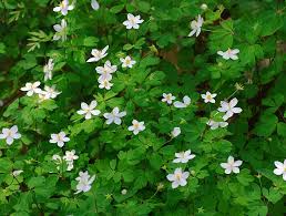 Image result for Isonema infundibuliflorum