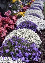 Pin On Shade Annuals