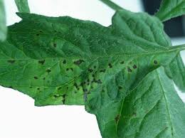 Image result for tomato seedling xanthomonas vesicatoria