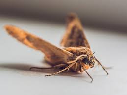 Mothballs are not preventative, but they are a kill agent a home remedy to address the smell of mothballs out of clothing is to soak the affected items in equal parts. Warmer Weather Means More Moths In Your Home Here S How To Get Rid Of Them Stoke On Trent Live