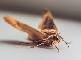 Mothballs are not preventative, but they are a kill agent a home remedy to address the smell of mothballs out of clothing is to soak the affected items in equal parts. Warmer Weather Means More Moths In Your Home Here S How To Get Rid Of Them Stoke On Trent Live