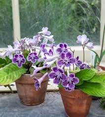 Image result for Streptocarpus glandulosissimus