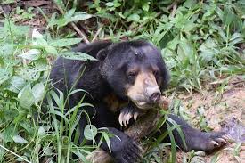 There are currently 43 rescued sun bears living at the centre. Bears Of Borneo Review Of Bornean Sun Bear Conservation Centre Sandakan Malaysia Tripadvisor