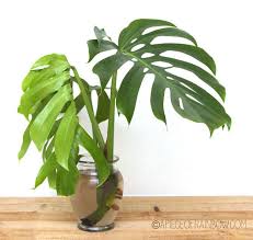 12 Best Air Purifying Indoor Plants You Won T Kill Big Indoor Plants Potted Plants Outdoor Hanging Plants