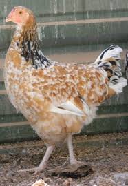 Black And White Speckled Chicken Breed This Hen Is A Buff Sussex Speckled Sussex Cross Bred To Add Size And Color To The Aloha Breeding Program Chicken Flock Chicken Breeds Sussex Chicken