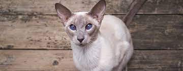 You may also take note of the tufted ears and a tail that looks like one big, fluffy feather. 10 Cats With Big Ears Just Too Cute For Words Purina
