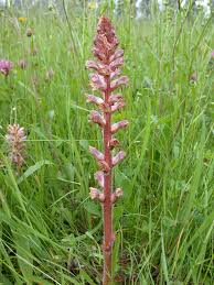 Image result for Orobanche minor