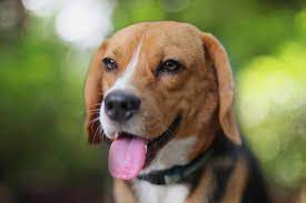 It is important to note that any of these problems can be a sign of a variety of illnesses and do not automatically indicate that your dog has cancer. Are Dogs Better At Detecting Cancer Than Advanced Technology