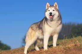 Siberian Husky Siberian Husky Puppies Husky Puppies For Sale Siberian Husky Dog