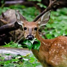 Birds such as quail, dove and ducks can enjoy the cover and natural protection offered by the thorny blackberry bushes and from dewberry vines that climb and. How To Manage Deer Damage On Trees And Other Plants Umn Extension