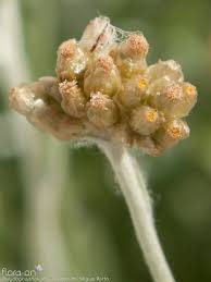 Image result for Pseudognaphalium luteo-album