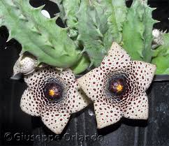 Image result for Huernia hislopii