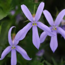 Image result for Eriosema laurentii