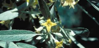 Image result for Euryops subcarnosus