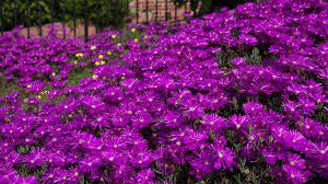 Fire And Ice Plants Rolling Out The Purply Pink Carpet The Horticult Plants Ice Plant Planting Flowers