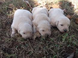 Our puppies are socialized, vet checked, and wormed before going home! Akc Golden Retriever Puppies Home Facebook