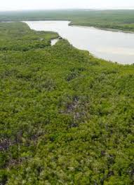 Image result for Commiphora fulvotomentosa