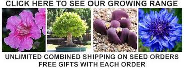 Image result for Eulophia obscura