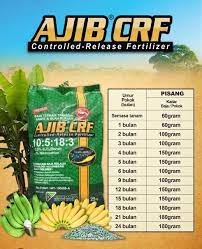 Pisang kelat lega atau pisang awak. Baja Pokok Pisang Buah Berat 25kg Shopee Malaysia