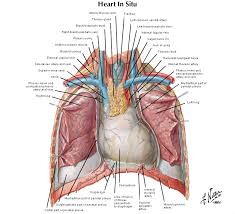 The user can browse between different groups of images using the series tab: Thoracic Cavity
