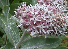 Image result for Asclepias