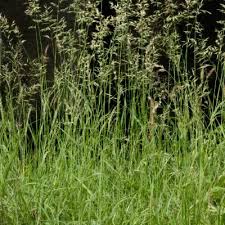 Image result for Schmidtia kalahariensis