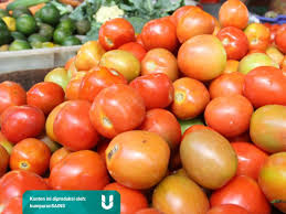 We did not find results for: 7 Dampak Buruk Terlalu Banyak Makan Tomat Bagi Kesehatan Kumparan Com