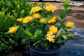 Image result for Ixora coccinea