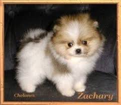 Pomeranian Breeders Personally Recommended
