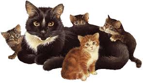 Résultat de recherche d'images pour "images gif petits chats"