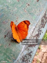 1,548 Vanessa Waters Stock Photos, High-Res Pictures, and Images