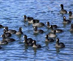 Big Bird With White Head And Black Body Often Mistaken For A Duck The American Coot Is A Common Waterbird Its All Black Body And White Chicken Like Beak Distinguis Birds Bird Life List Bird Species