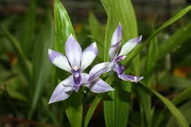 Image result for Polystachya fallax