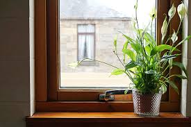 Maybe you would like to learn more about one of these? Do Plants In The Bedroom Help You Sleep One Sheep Two Sheep