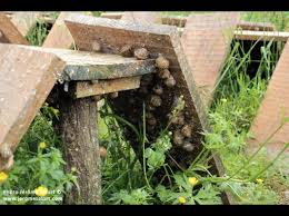 Heliciculture Elevage Escargot Petit Escargot Jardins