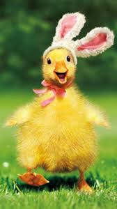 Duckling Bunny Funny Easter Card Greeting Card By Avanti Press Easter Humor Cute Ducklings Cute Baby Animals